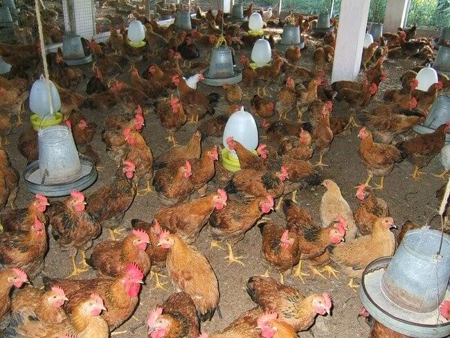 Top 2 máy trộn thức ăn cho gà tốt nhất trên thị trường hiện nay 8 Top 2 máy trộn thức ăn cho gà tốt nhất trên thị trường hiện nay 7