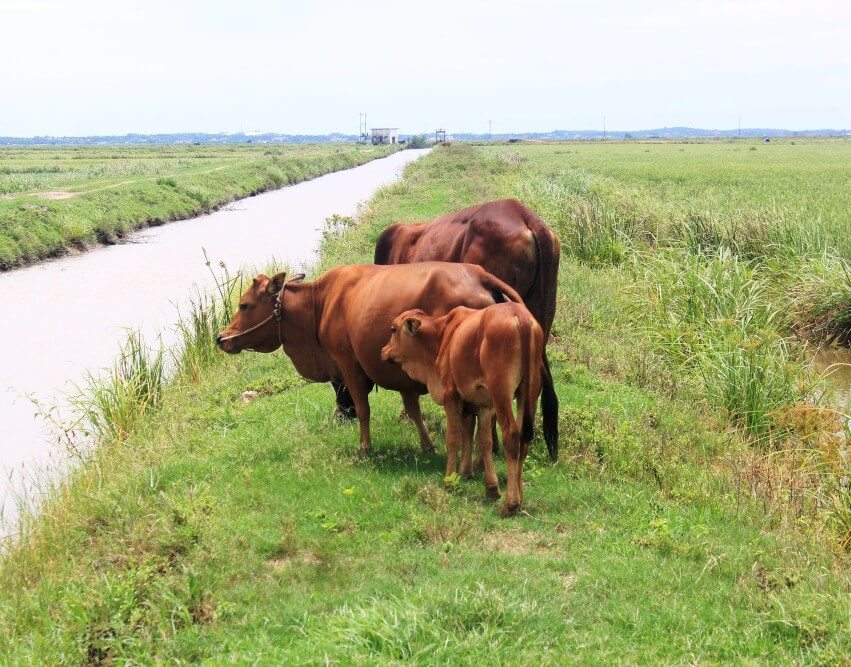 Top 2 sản phẩm máy trộn thức ăn cho bò tốt nhất hiện nay 12 Top 2 sản phẩm máy trộn thức ăn cho bò tốt nhất hiện nay 11